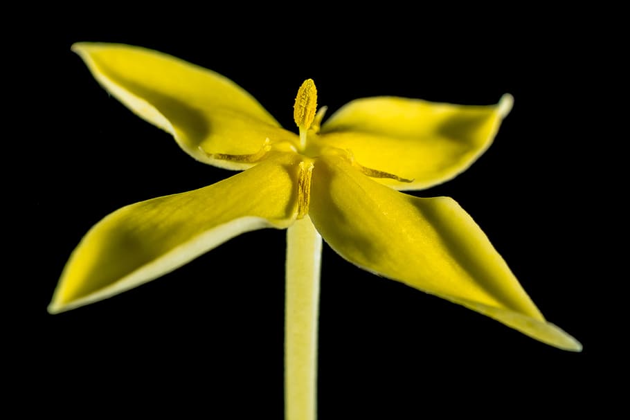 yellow 4-petaled flower blooming during daytime, blossom, close HD wallpaper