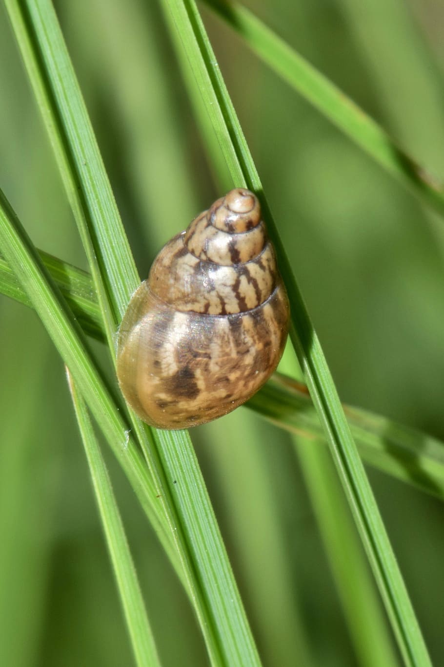 shell, snail, mollusk, land snail, spiral, cone, conical, rabdotus HD wallpaper