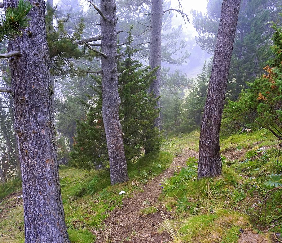 trail, mountain, hiking, mountain road, rural road, mountaineering HD wallpaper