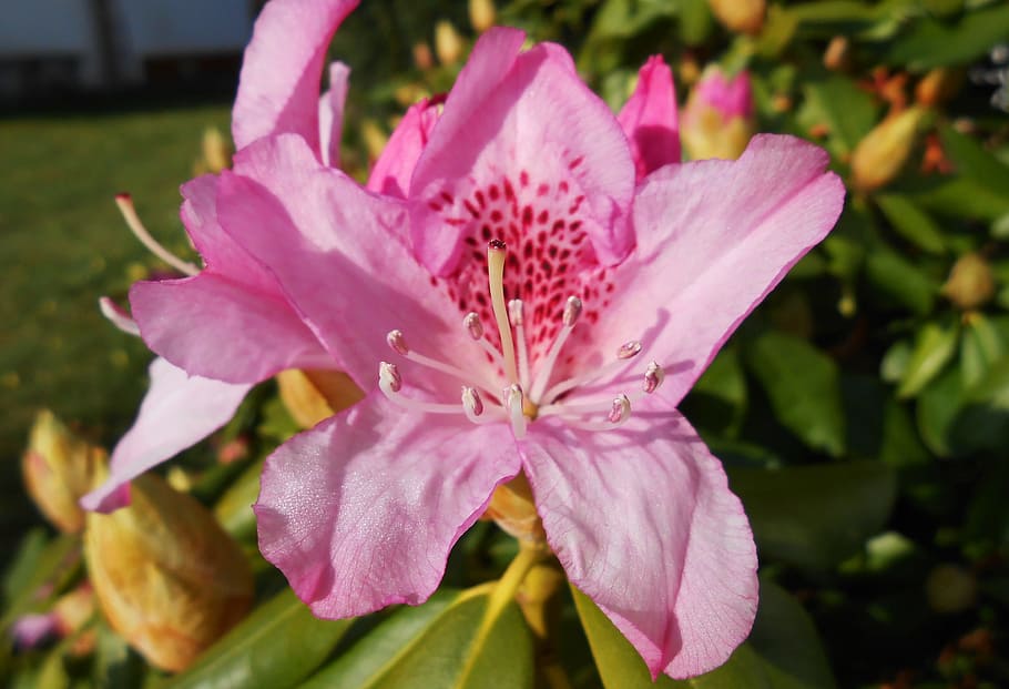 Rhododendron, Blossom, Bloom, Open, Pink, garden, bud, ericaceae HD wallpaper