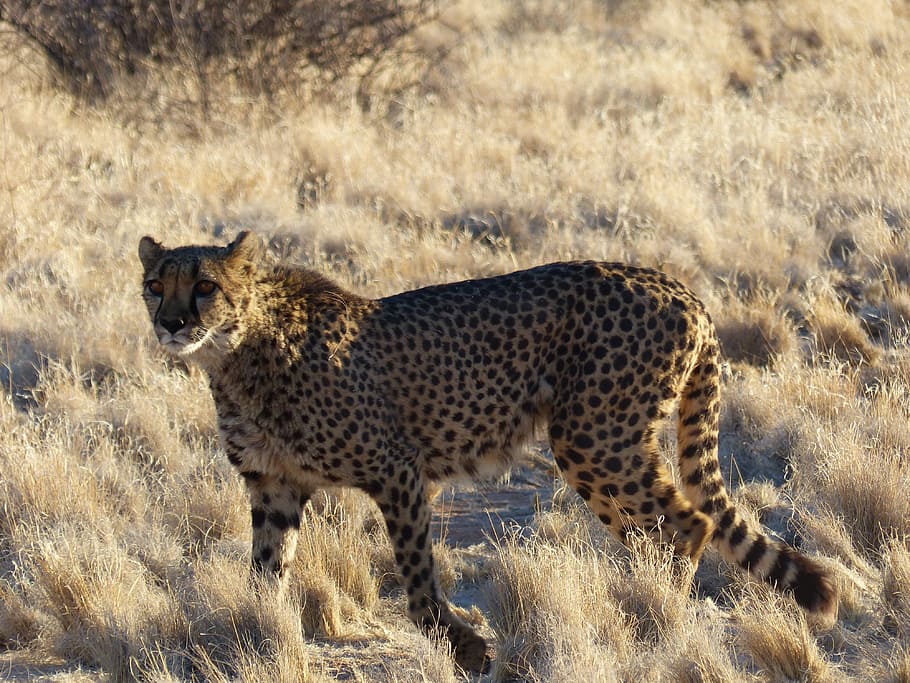 cheetah, elegant, wildcat, animal wildlife, animals in the wild HD wallpaper