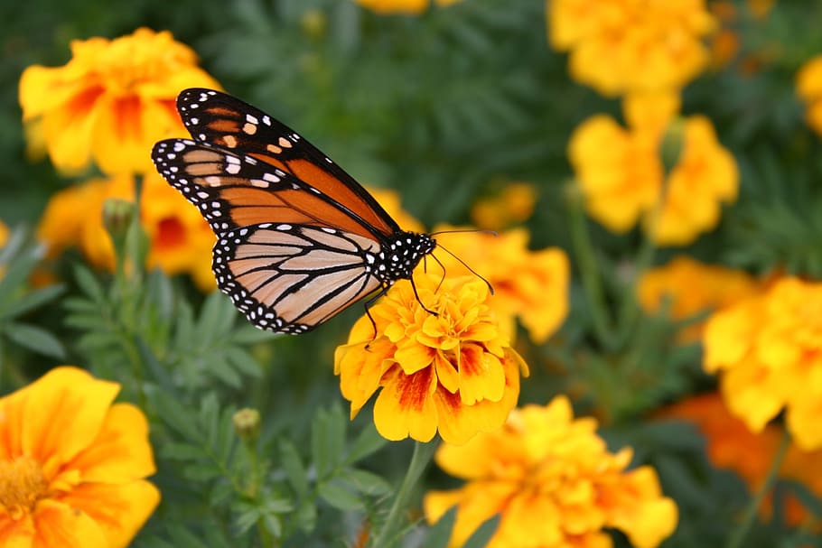 butterfly, flower, spring, nature, summer, insect, floral, garden HD wallpaper