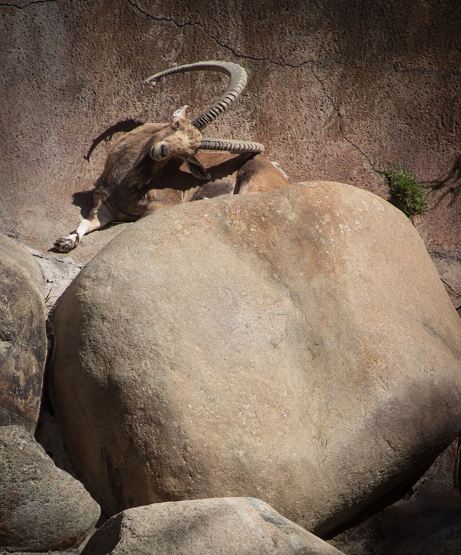 sheep, ram, mountain goat, zoo, animal, mammal, wildlife, horns HD wallpaper