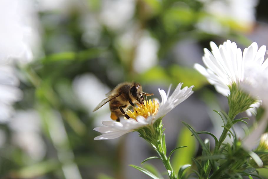 bee, insect, animal, plant, white flowers, close, honey bee HD wallpaper