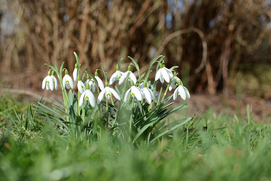 Snowdrop, Spring, Flower, Nature, flowers, bühen, close, green HD wallpaper