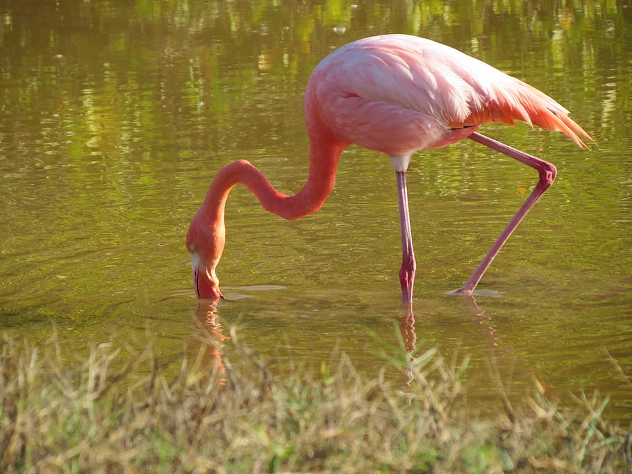 pink flamingo drinking, lesser, bird, exotic, wildlife, beak HD wallpaper