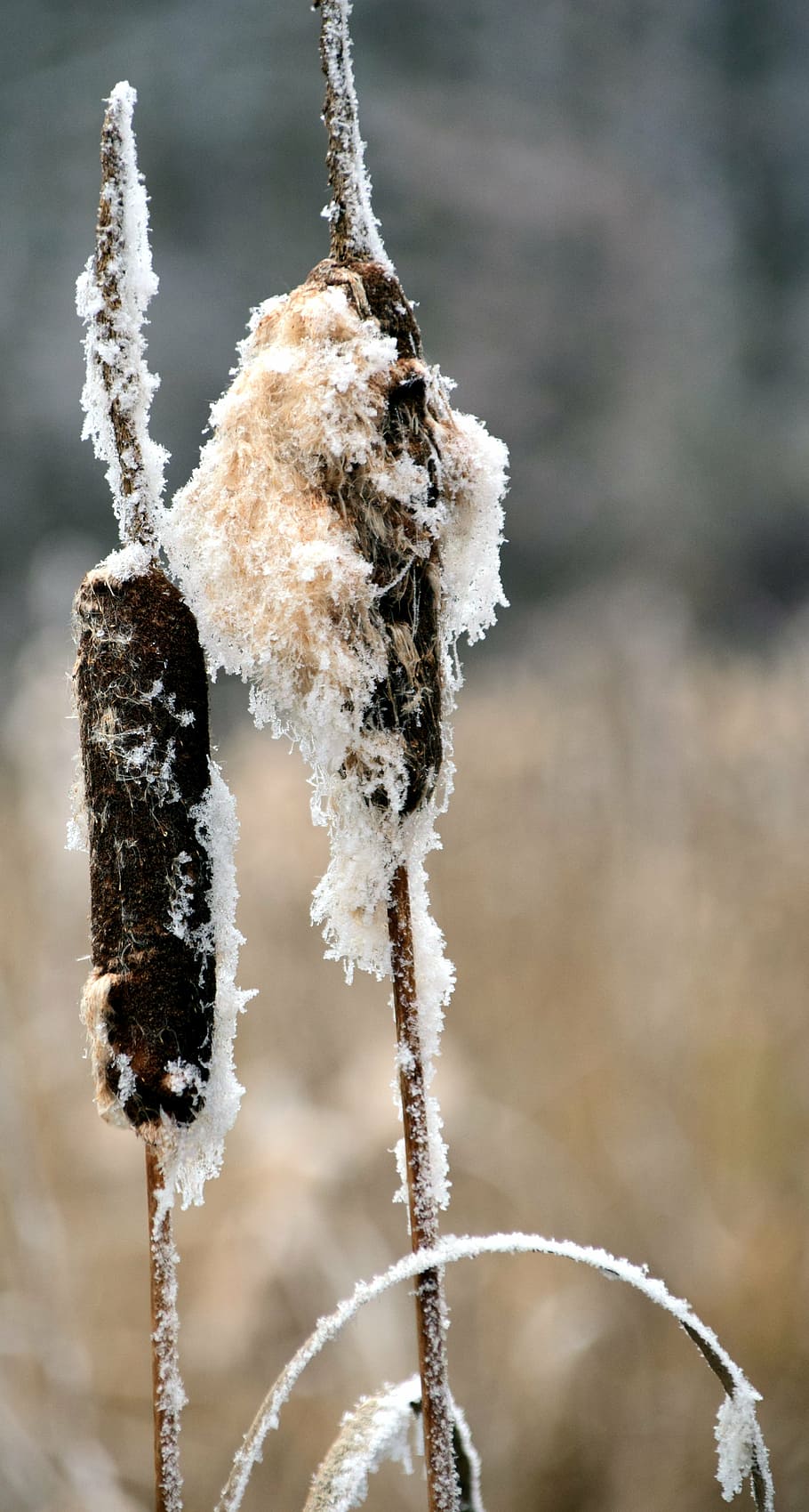 reed, winter, snow, wintry, nature, cold, plant, cattail, frost HD wallpaper