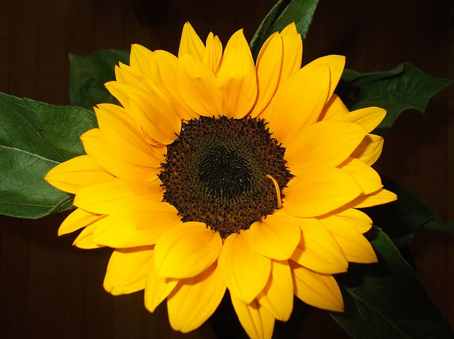 flower, sunflower, bloom, yellow, sunflowers, nature, plant HD wallpaper