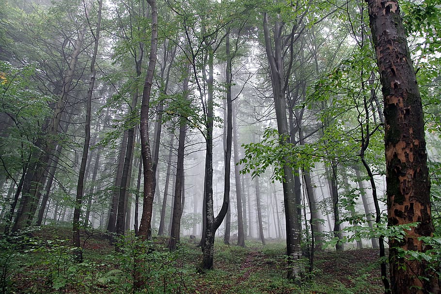 forest with fogs, the fog, tree, slope, mountains, fern, spruce HD wallpaper