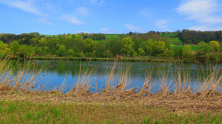 river, trees, bank, reed, nature, landscape, blue green, spring HD wallpaper