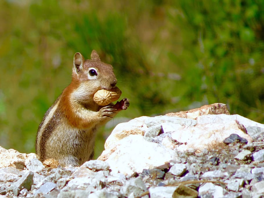 Ground Squirrel, Animal, Rodent, Cute, nature, wildlife, outdoors HD wallpaper