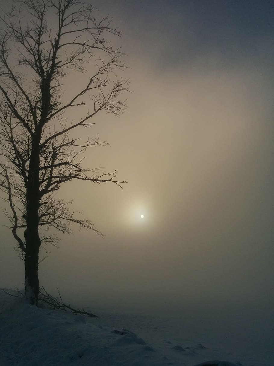 winter, fog, tree, haze, landscape, sun, snow, mood, beauty in nature HD wallpaper