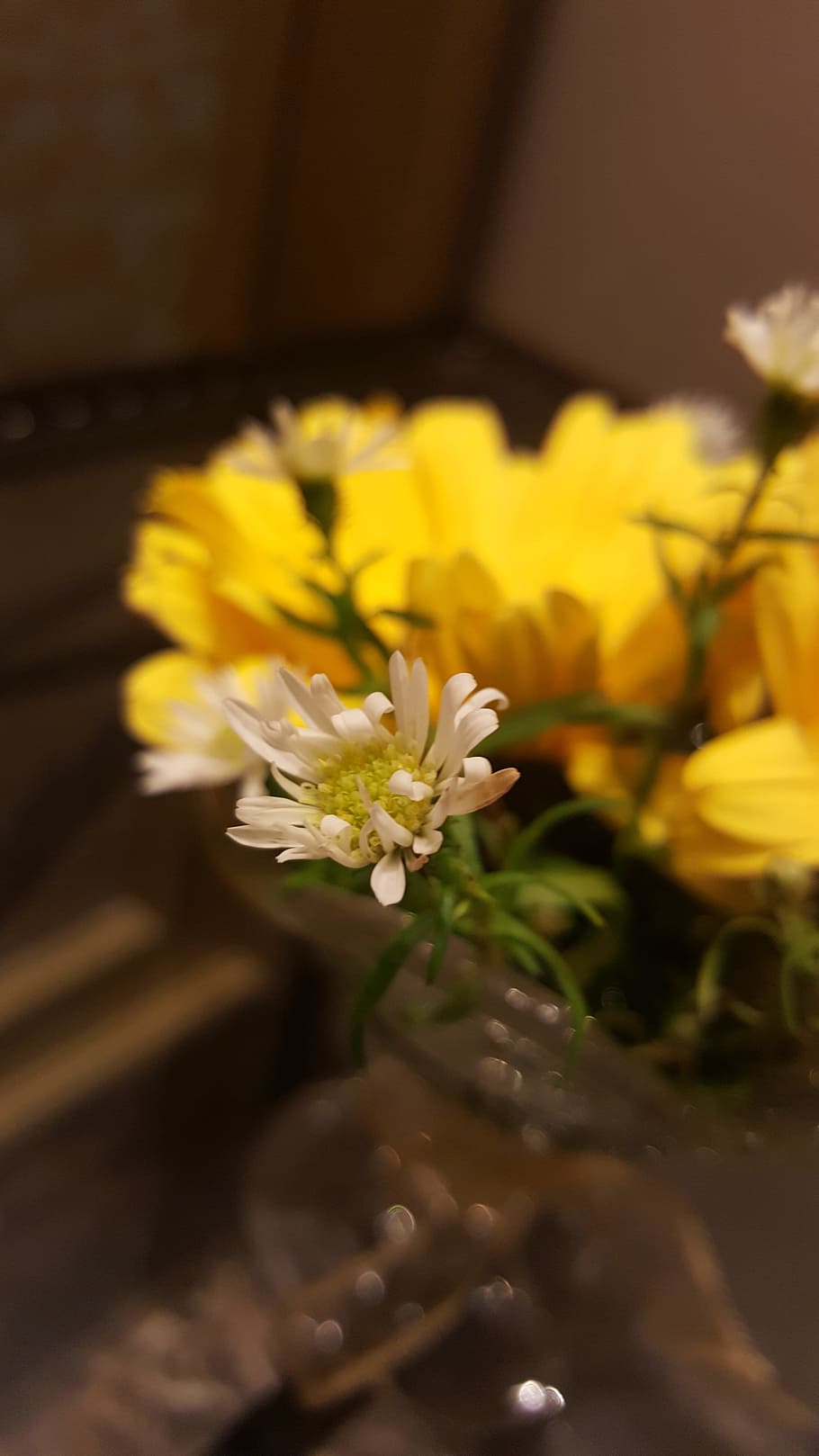 white, yellow, flower, design, green, colorful, nature, space HD wallpaper