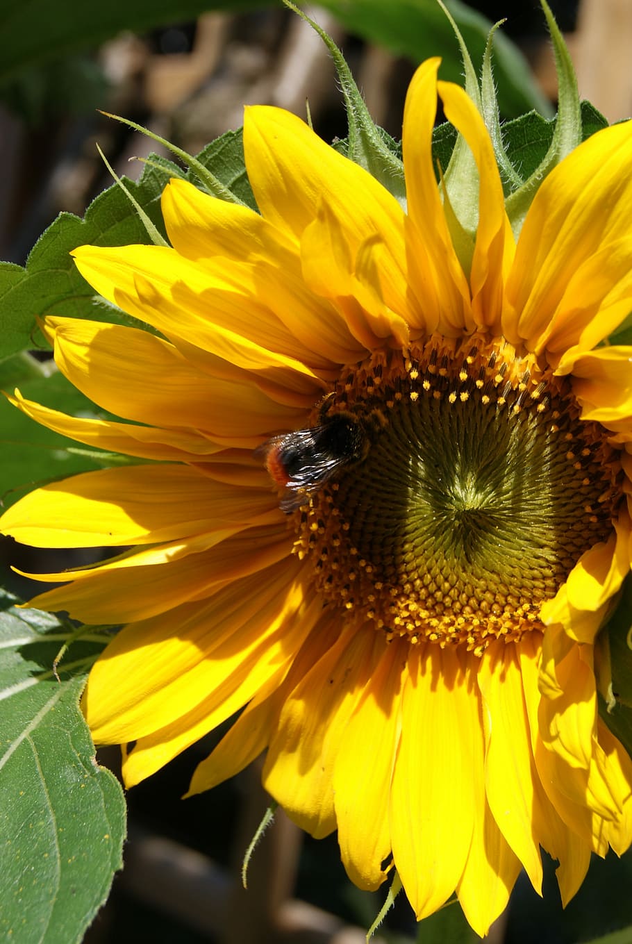 Sunflower, Sunflowers, petal, yellow, insect, fragility, one animal HD wallpaper