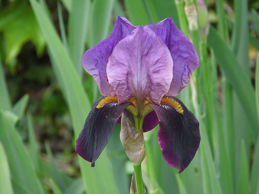 iris, purple, violet, flowering, garden, spring, purple iris HD wallpaper