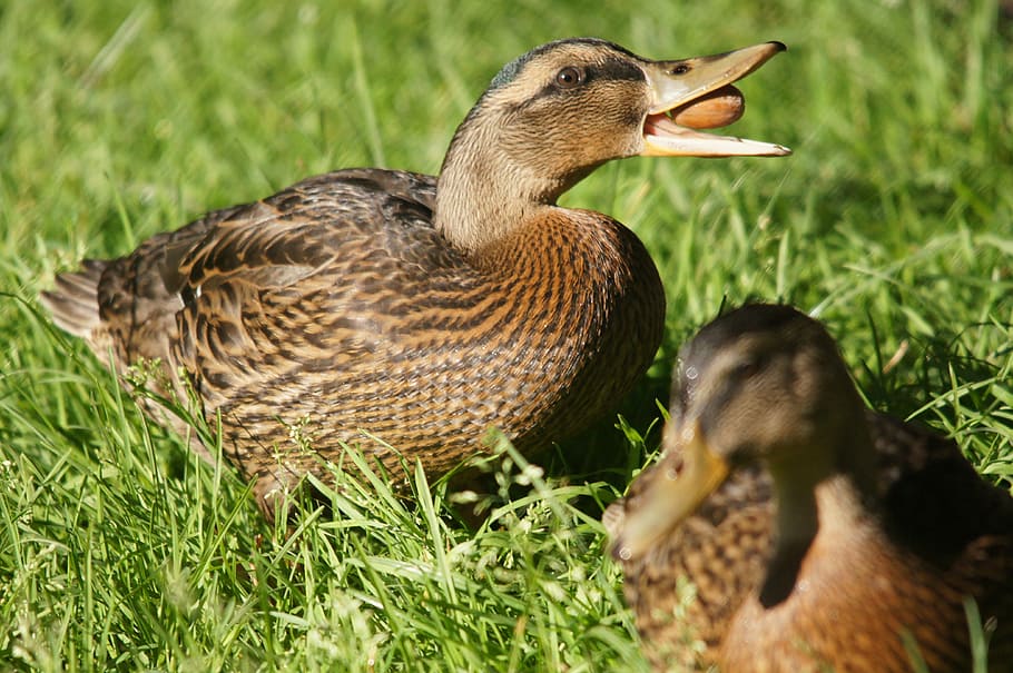 duck, animals, nature, bird, mallard Duck, feather, wildlife HD wallpaper
