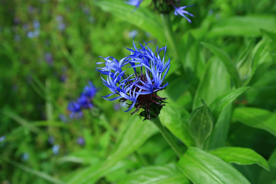 nature, plant, flower, close, flowering plant, insect, purple HD wallpaper