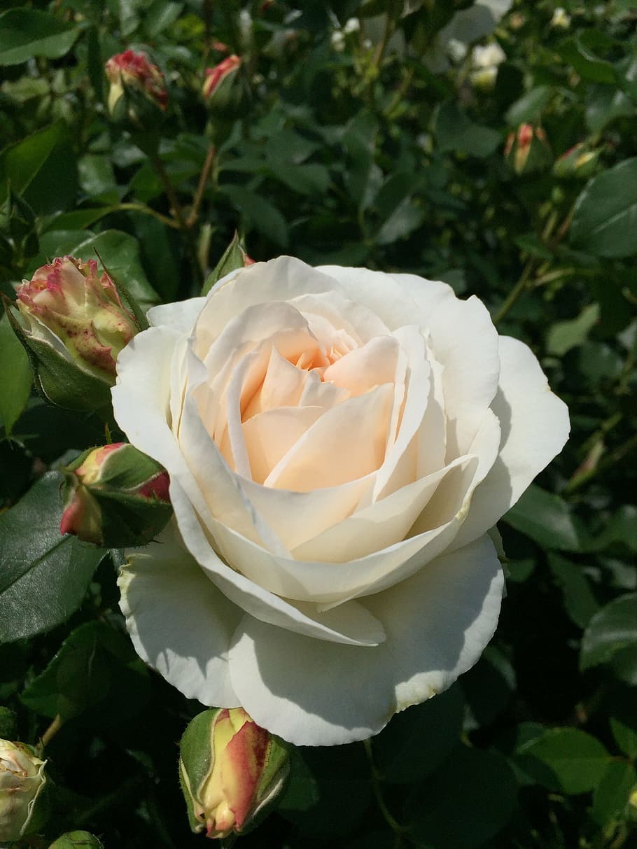 roses, nature, garden, petal, leaf, plant, rose - Flower, summer HD wallpaper
