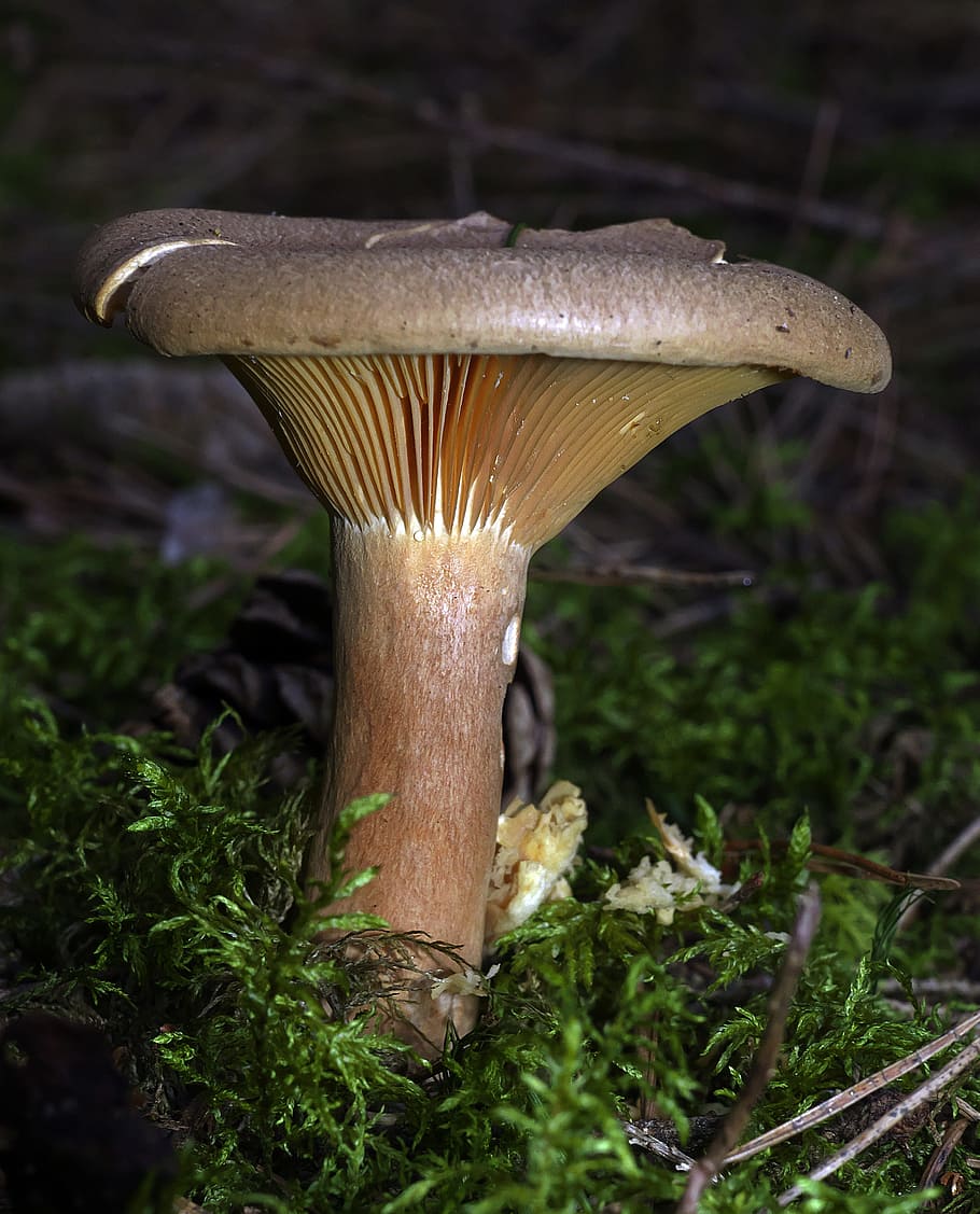 mushroom, forest, moss, forest floor, disc fungus, screen fungus, HD wallpaper