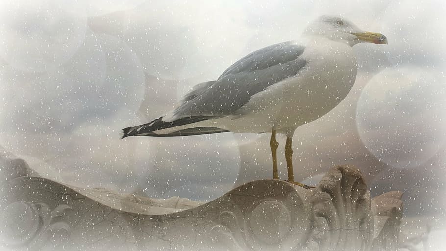gray and white bird on brown surface, texture, background, seagull HD wallpaper