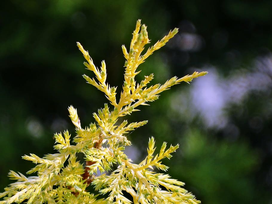 the background, thuja, garden, nature, plant, close-up, leaf HD wallpaper