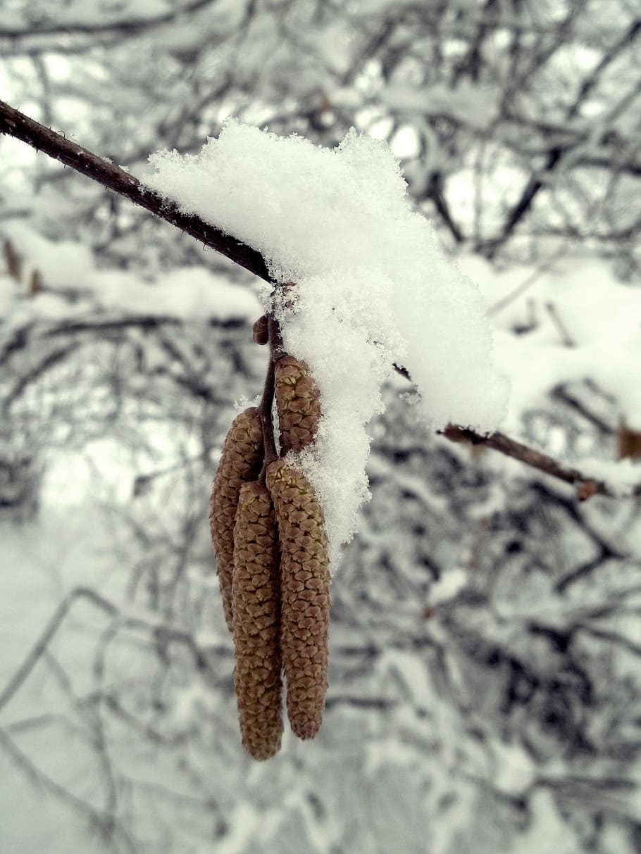 winter, snow, white, branch, tree, nature, cold temperature HD wallpaper