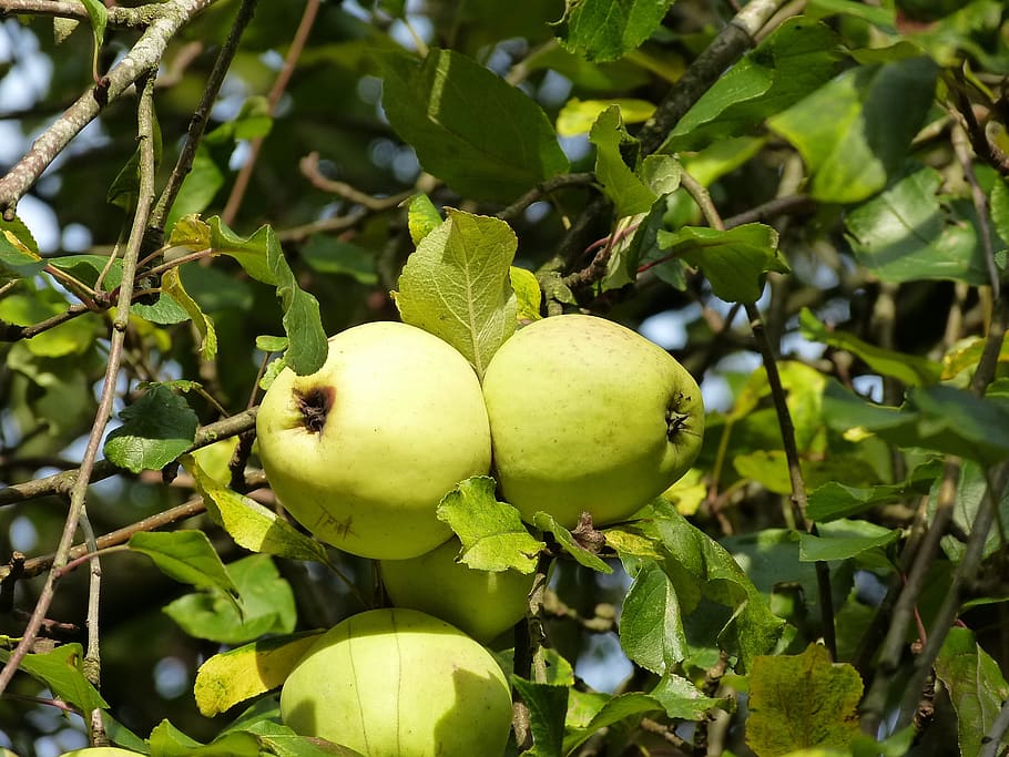 fruit, autumn, apple, apple tree, fruit tree, healthy eating HD wallpaper