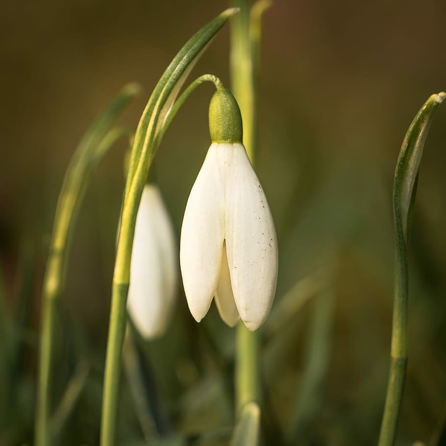 nature, flower, plant, leaf, growth, beauty in nature, vulnerability HD wallpaper