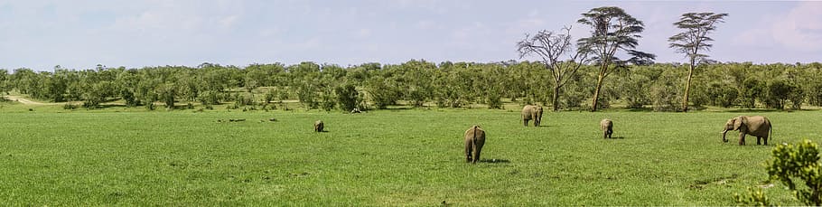 Elephant eating grass on field at daytime, panorama, buffalo, HD wallpaper