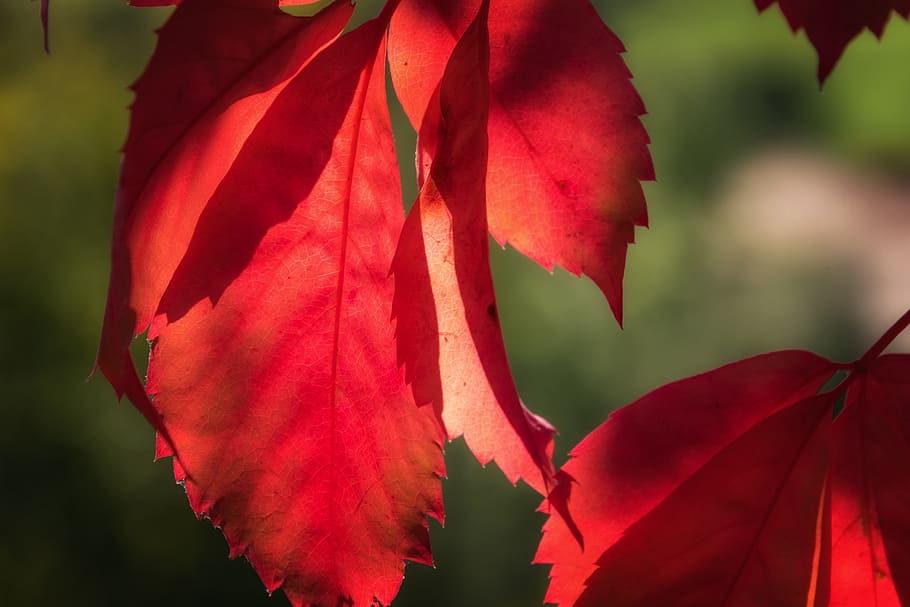 untitled, leaf, red, lichtspiel, sun, autumn, nature, color HD wallpaper