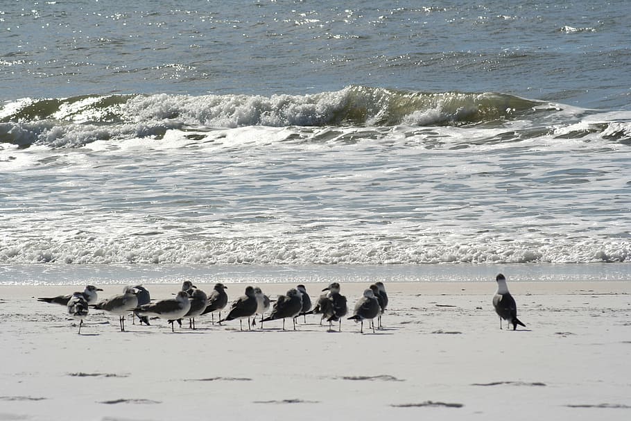 beach, sand, gulf, gull, seagull, ocean, water, summer, travel HD wallpaper