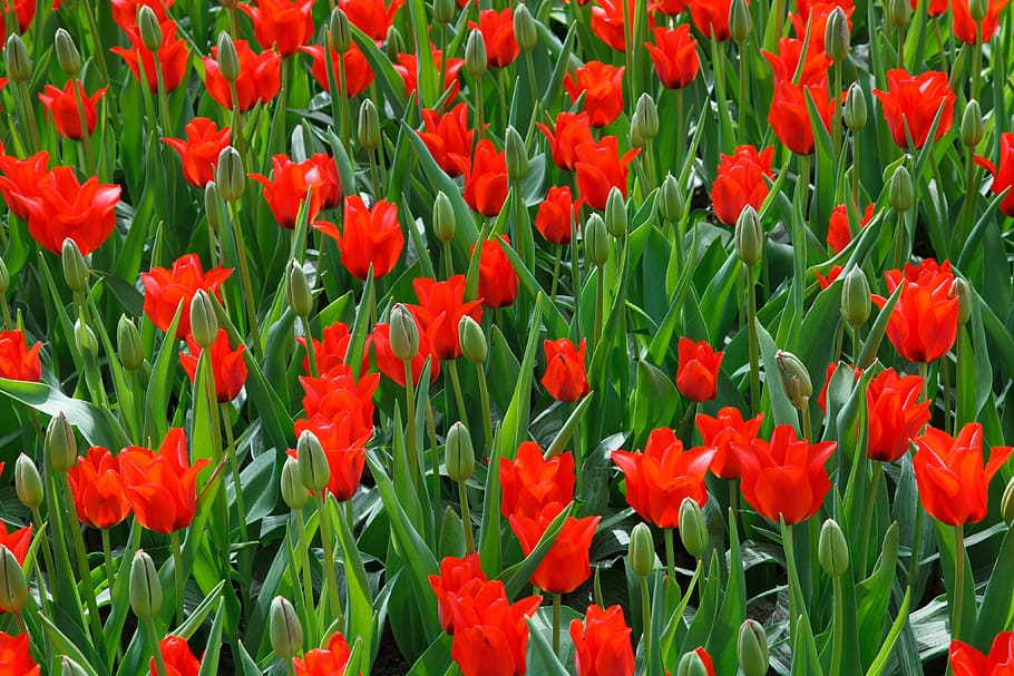 background, flower, bed, bloom, flowers, wallpaper, colorful HD wallpaper