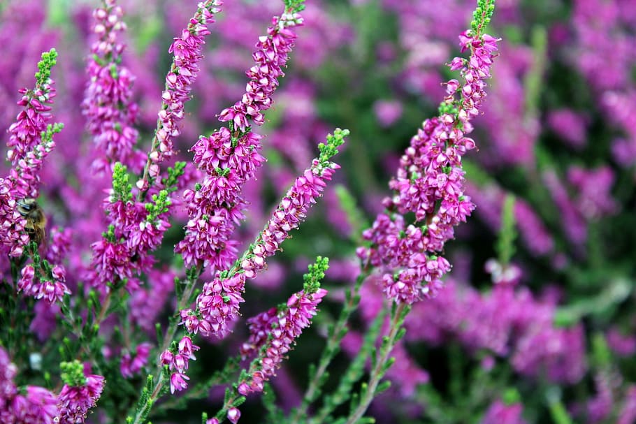 purple flowering plant photo, heather, nature, violet, violet flowers, HD wallpaper