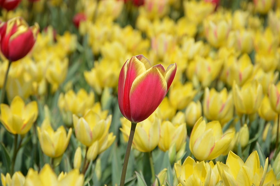 tulips, flower, nature, spring, daisy, macro, spring flowers HD wallpaper