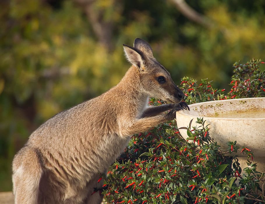 wallaby, rednecked wallaby, thirsty, drink, young, australia, HD wallpaper