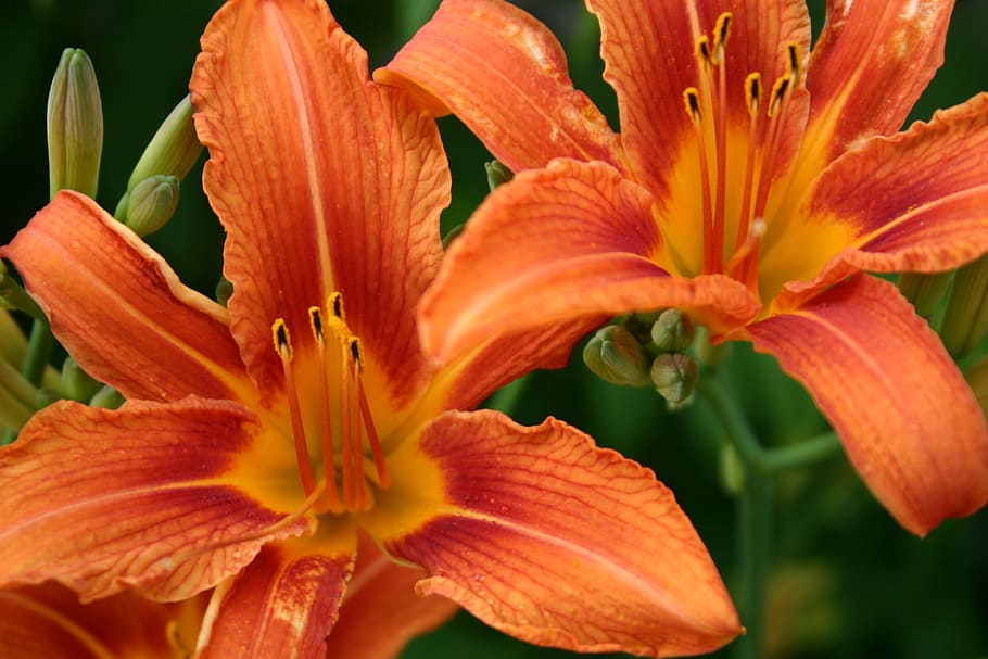 orange, lily, close-up, macro, summer, beauty, blooms, blossoms HD wallpaper