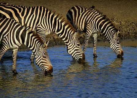 HD wallpaper: three zebras drinking water on river, three zebra drinking  water on pond | Wallpaper Flare