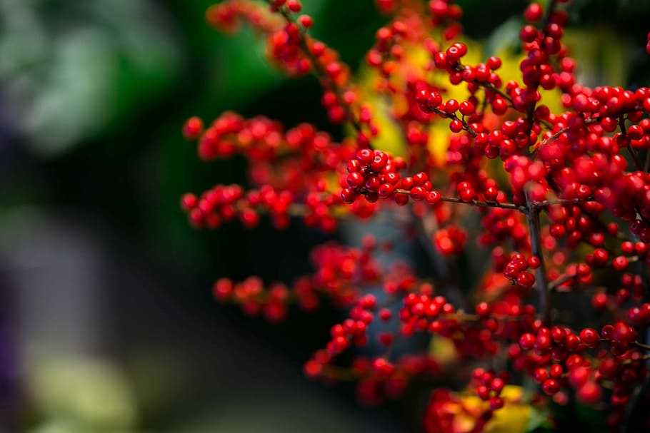 Red rowan with a colourful arrangement of flowers, flora, yellow HD wallpaper