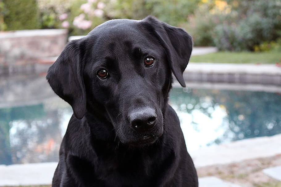 adult black Labrador retriever, dog, animal, pet, domestic, cute