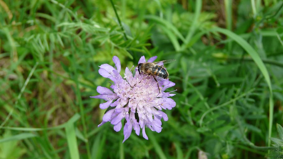 flower, bee, insects, flowering plant, animal themes, one animal HD wallpaper