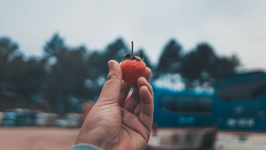 person holding strawberry fruit, strawberry, hand, caucasian HD wallpaper