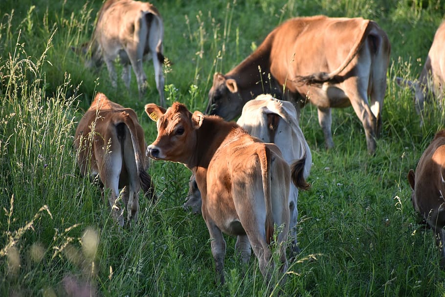 cows, grazing, grass, animal, farm, meadow, agriculture, rural Scene HD wallpaper