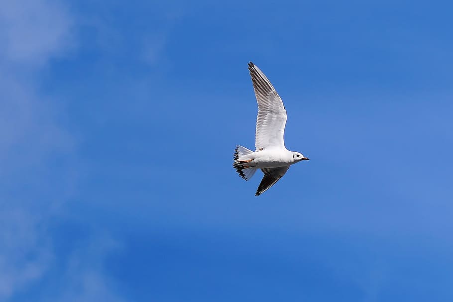 gull, flight, sky, bird, mood, animal, nature, flying, plumage HD wallpaper