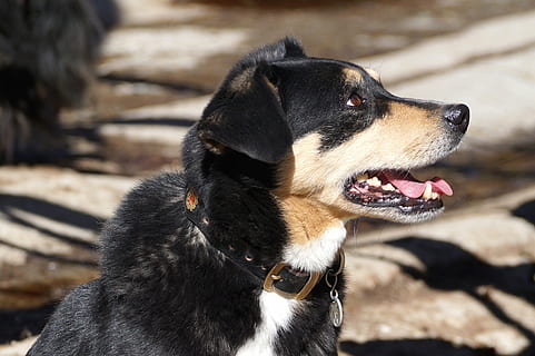 appenzeller sennenhund mix