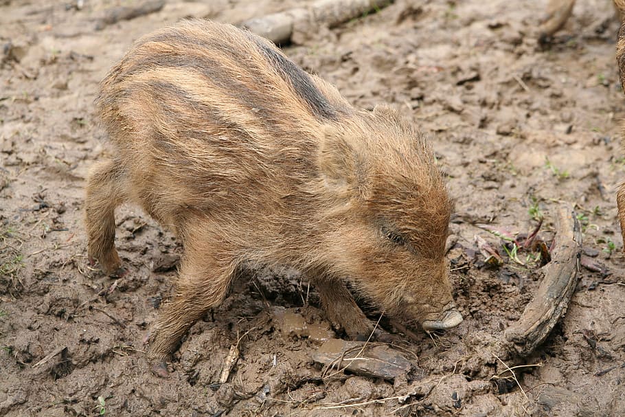 launchy, boar, wild boar, pig, piglet, rooting, animal themes