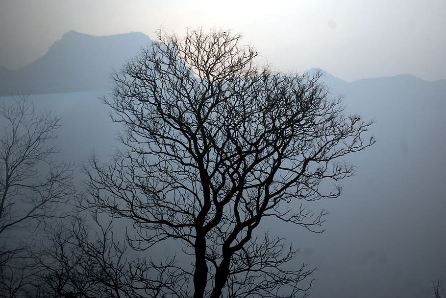Tree, Silhouette, Mountains, leafless, landscape, fog, foggy HD wallpaper