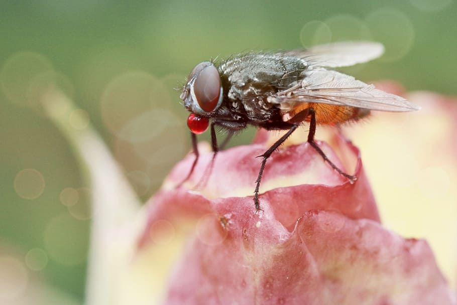fly, insect, close, animals, nature, compound eyes, fly art HD wallpaper