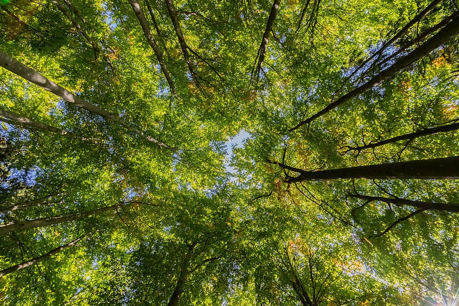 wormeye view trees photography, crown, leaves, canopy, forest HD wallpaper