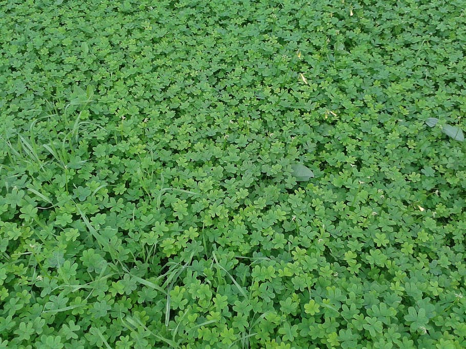 shamrocks, prato, green, green color, full frame, plant, growth HD wallpaper