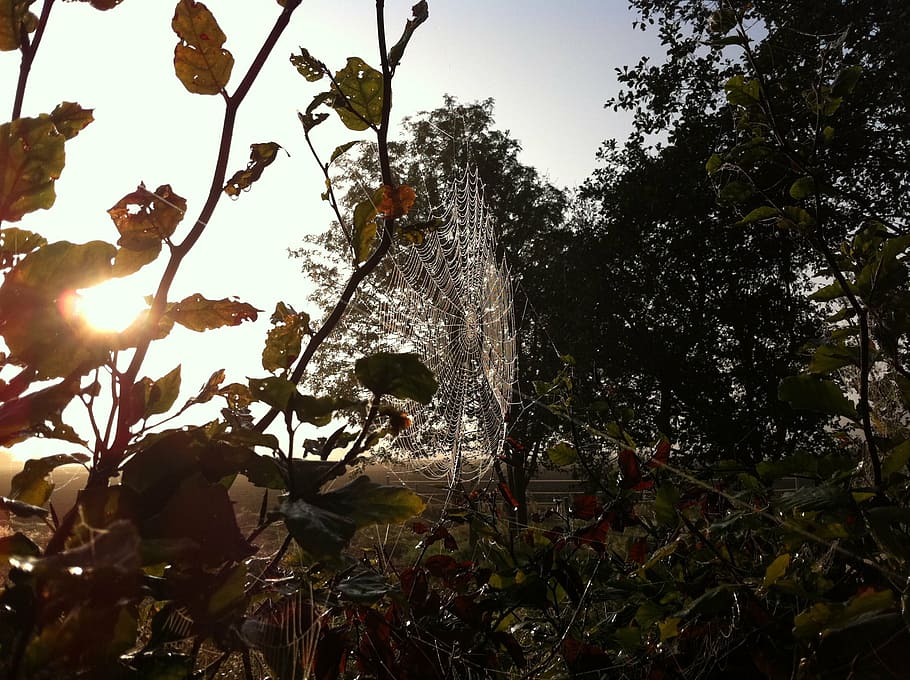 cobweb, garden, network, nature, tree, leaf, autumn, forest HD wallpaper